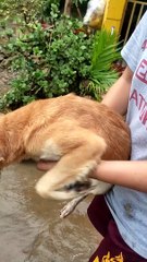 Dog Swims, But Not In The Water