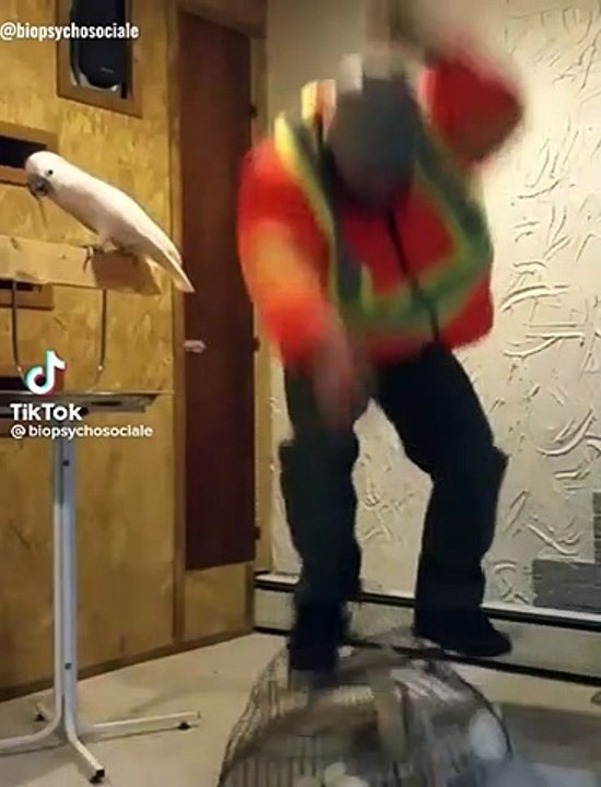 This bird got no chill  Imagine taking this bird out in public 