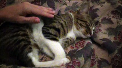 Cute Cat Is Sleepy in the Evening