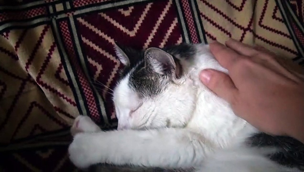 Lucy, the Sleepy Cat