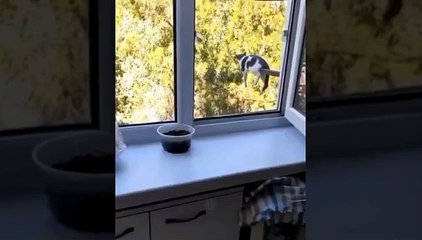 seeing his behavior makes us feel cute, animal