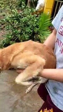 Dog Swims, But Not In The Water