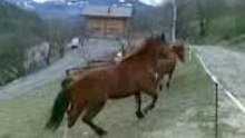 kali fofolle