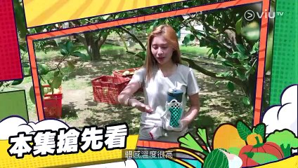 【4K修復】《料理農務系 》EP02｜台南麻豆文旦 (II)