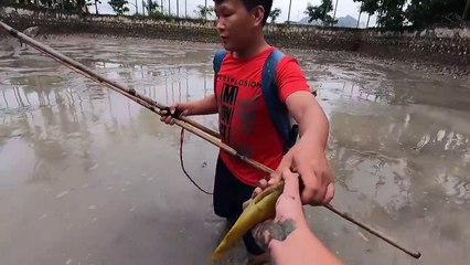 Trải Nghiệm Kích Cá Ao Lâu Năm Toàn Cá Khủng   Thú Vui 3 Miền