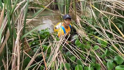 Cá Trắm Đen Khổng Lồ Dính Điện Phi Nát Đám Bèo   Thú Vui 3 Miền