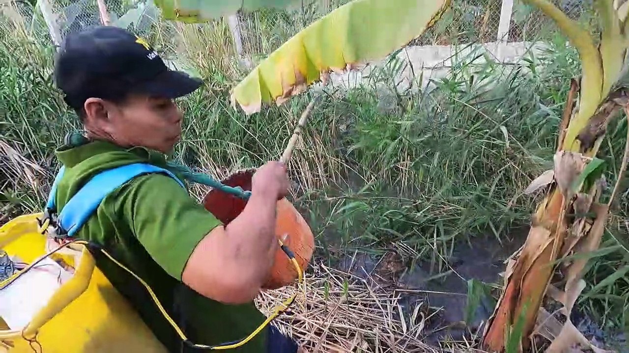 Ông Lão Vác Máy Kích Cá Kích Đuổi Bắt Ổ Cá Theo Nước Lên Ruộng Đẻ   Thú Vui 3 Miền