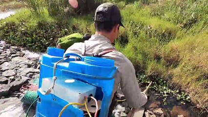 Kích Phải Rùa Vàng Kim Quy 100 Tuổi   Thú Vui 3 Miền