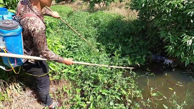 Kích Cá Trong Đám Bèo Phát Hiện Cả Bầy Cá Lóc Cụ To Như Bắp Chân