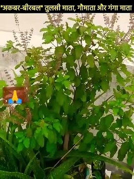 अकबर-बीरबल की कथा _ तुलसी माता, गौमाता और गंगा माता _ #akbarbirbal #shorts #ytshorts