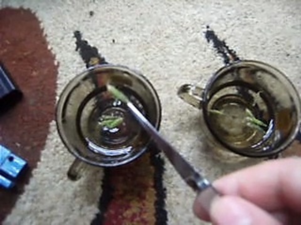 Oxalis seed pods exploded in water with cling wrap added on top of coffee glass