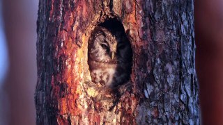 Owl in the tree hole