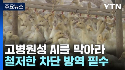 고병원성 AI를 막아라...철저한 차단 방역 필수 / YTN
