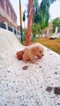 Funny Dog Cute Baby  #Funny Dog #Funny Cat #Funny Animal Video