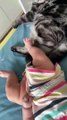Cute & Funny Pet Animals Best Viral Clips-- Pet Animals Best Funny Clips-- Funny Animals shorts - Funny cat and dog