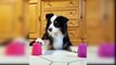 Funny Dogs and Cats Reaction to Magic Tricks _ Aww Animals
