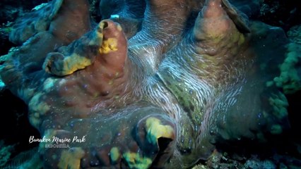Exploring Bunaken Marine Park, Heaven of Sea Beauty The North of Sulawesi Island.