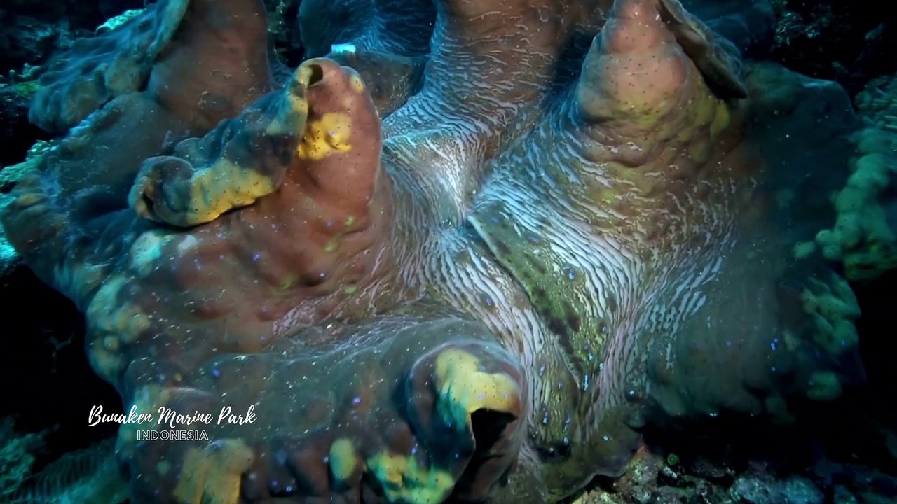 Exploring Bunaken Marine Park, Heaven of Sea Beauty The North of Sulawesi Island.