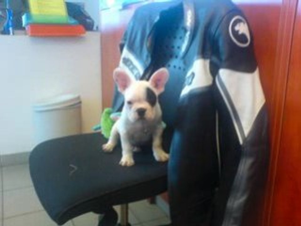 Hommage p'tit bébert