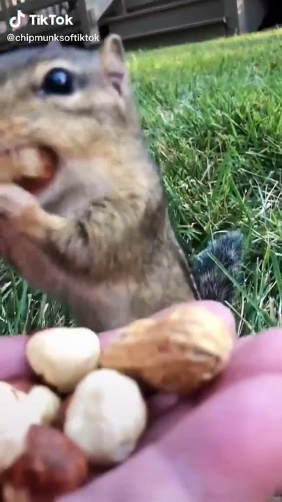 More Adorable Animals to Relax With