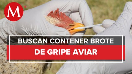 Sonora busca contener los casos de gripe aviar en la entidad