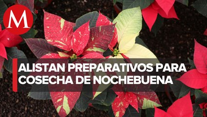 Agricultores alistan cosecha de nochebuena para fiestas decembrinas