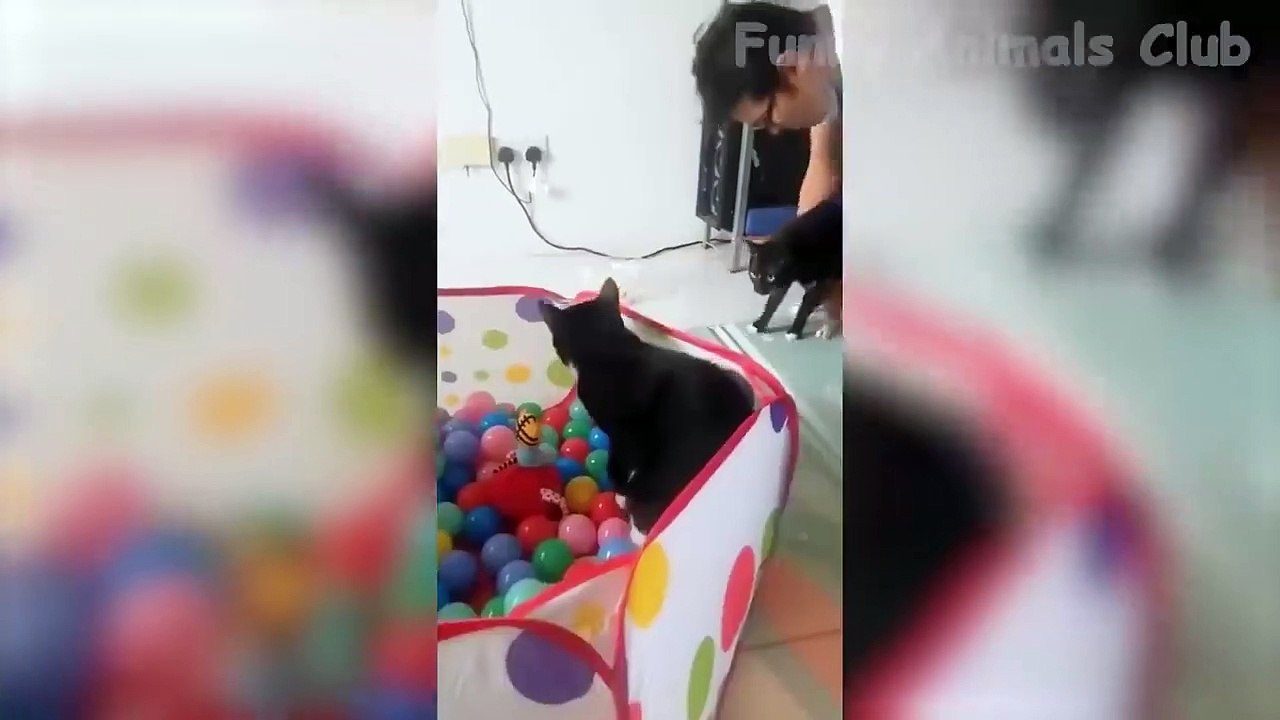 The Best Funny Animals Compilation - Videos Funny Animals - 3