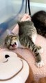 anak kucing meong meong __ kitten meowing __ kucing lucu #shorts #short #kucing