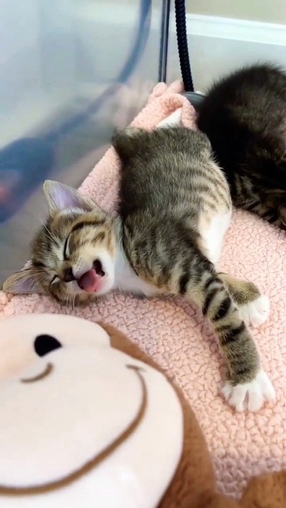 anak kucing meong meong __ kitten meowing __ kucing lucu #shorts #short #kucing