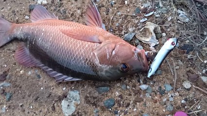 Red Snapper Lure Fishing
