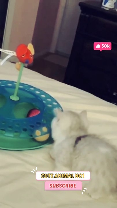 cat playing new cat shorts | baby cat jumping #shorts #shortsvideo #catshorts