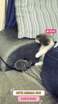cat and mouse new cat shorts | baby cat jumping #shorts #shortsvideo #catshorts
