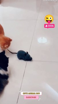 Cat and mouse new cat shorts | baby cat jumping #shorts #shortsvideo #catshorts