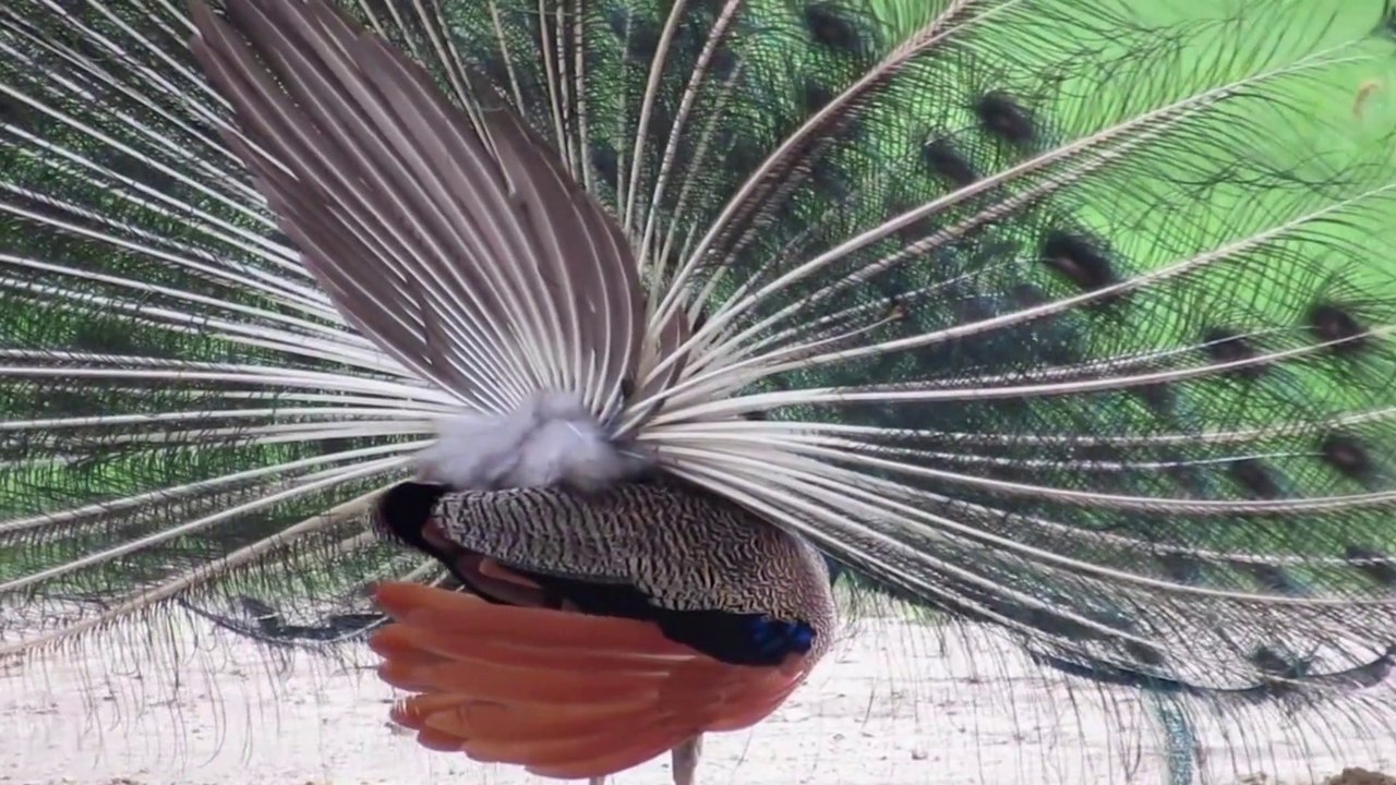 PEACOCK