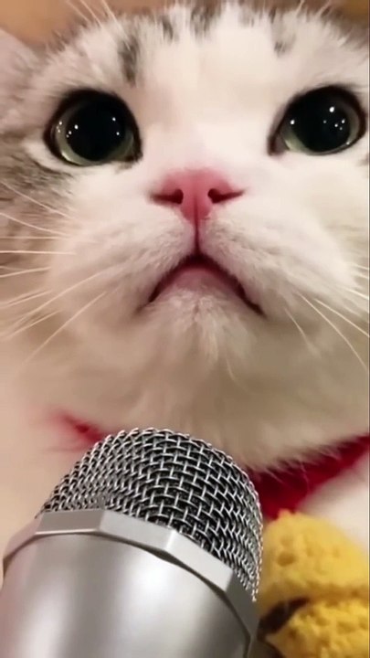 Cat Part 2