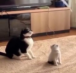 Tingkah Lucu Kucing Bersama Majikannya