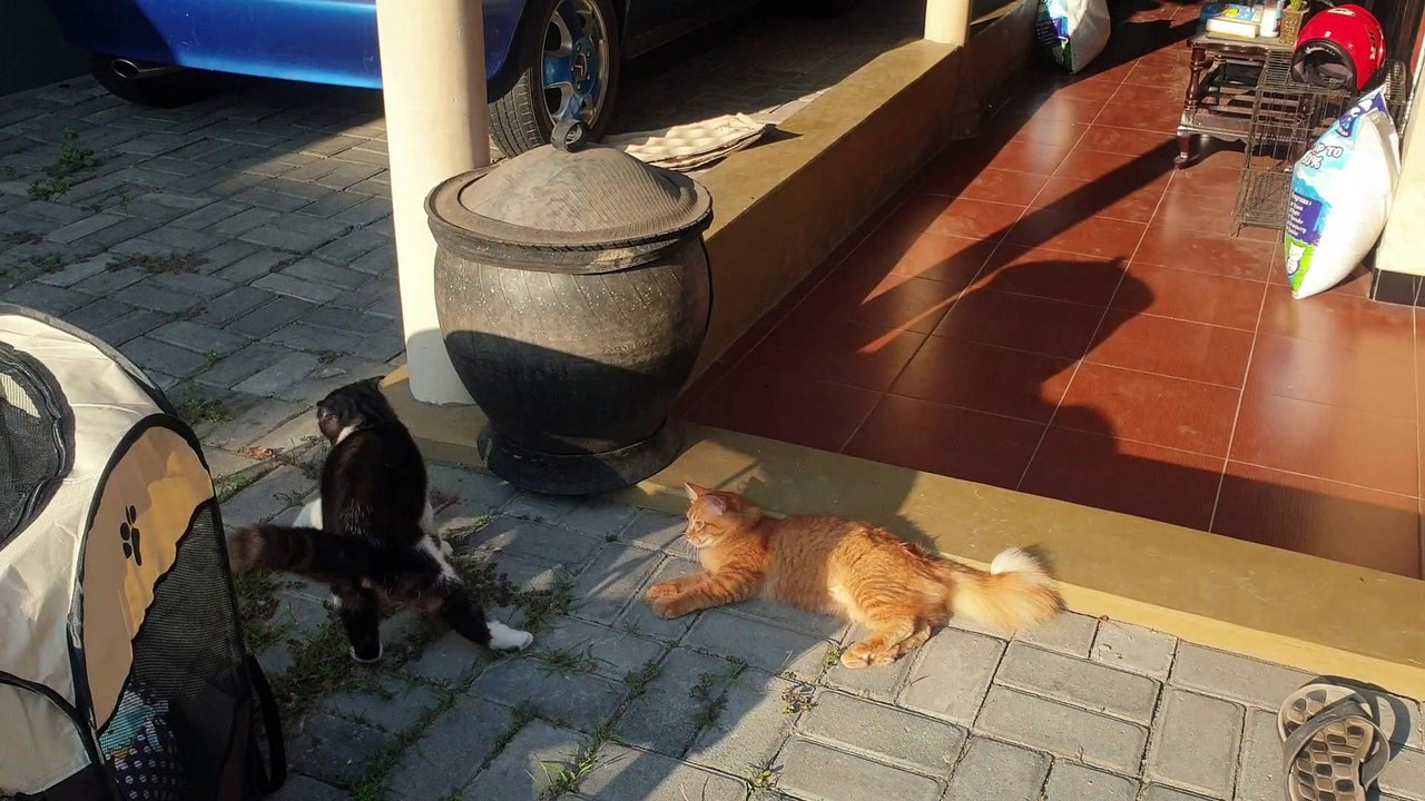 kitten36