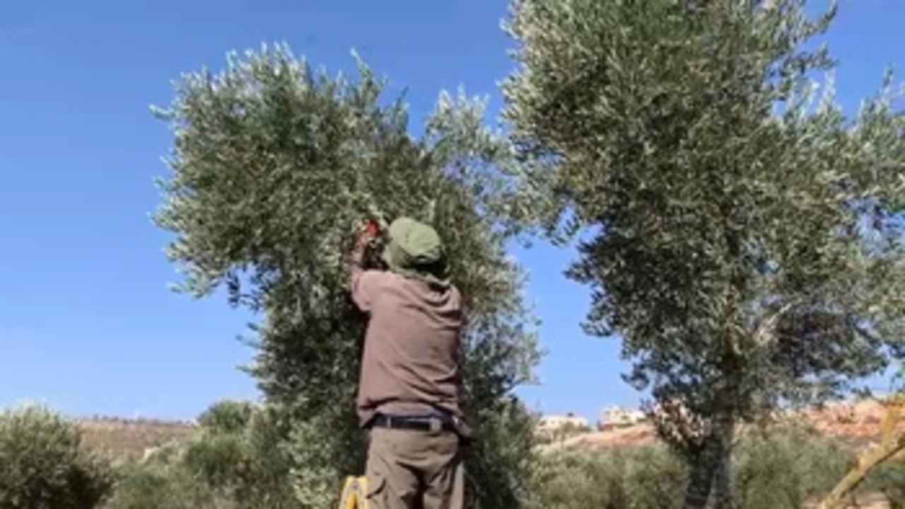 Cosechar la aceituna en Palestina bajo amenaza constante de colonos israelíes