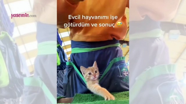Sahibine işte yardım eden minik kedi izleyenlerin içini ısıttı!