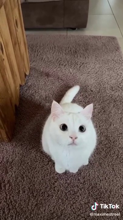 Videos of Cute Animals That Will Make You Laugh Out Loud