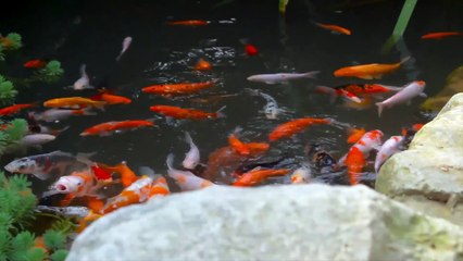 Smart Aquaculture