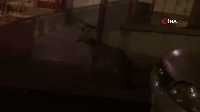 Başkentte aç kalan tilkiler şehre indi