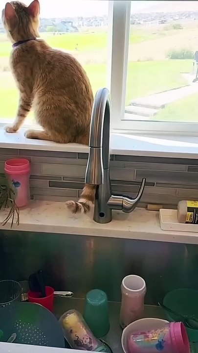 Trending Cute Animals Funny Clips funny Cute Cats shorts Video trending animals