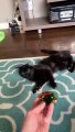 Crazy Cute CatsFunny Fail ops Moments Viral Clips shorts Video trending animals funny