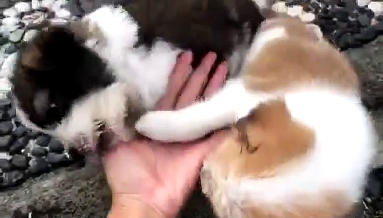 cute puppy.dog