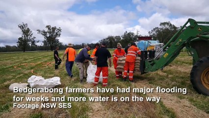 State Emergency Services and landholders reinforcing a levee bank at a Bedgerabong property.