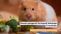 HEWAN HEWAN YANG UNIK DAN ANEH TAPI LUCU DAN LAYAK UNTUK KITA PELIHARA