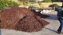 La algarroba, nuevo objeto de deseo de los ladrones: intervienen en Alicante 23 toneladas de fruto robado