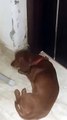 Dachshund puppy begs to open the door.........