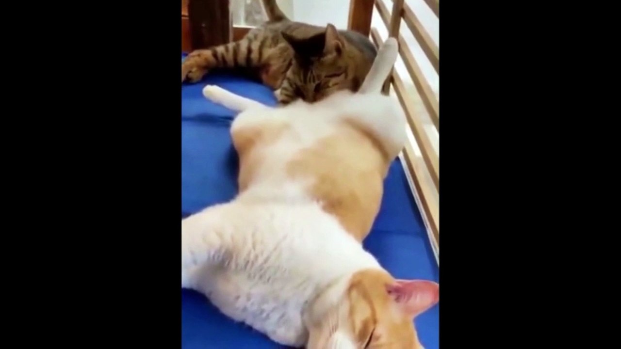 funny cat videos  18
